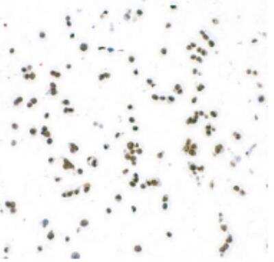 Immunocytochemistry/ Immunofluorescence: GATA-3 Antibody (BLR121H) [NBP3-14705]