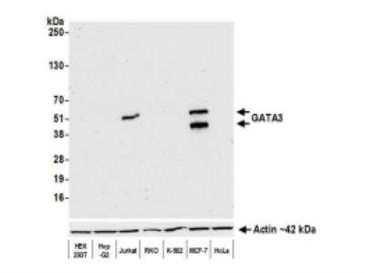Western Blot: GATA-3 Antibody (BLR121H) [NBP3-14705]