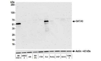 Western Blot: GATA-3 Antibody (BLR121H) [NBP3-14705]