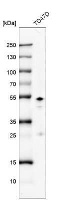 Western Blot: GATA-3 Antibody (CL8660) [NBP2-88917]