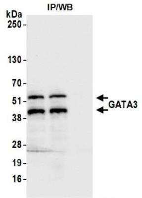 Immunoprecipitation: GATA-3 Antibody (BLR121H) [NBP3-14705]