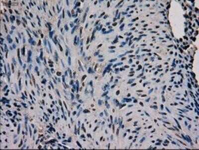 Immunohistochemistry: GATA-4 Antibody (OTI9F9) - Azide and BSA Free [NBP2-70797]