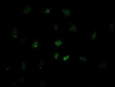 Immunocytochemistry/ Immunofluorescence: GATA-4 Antibody (OTI9F9) [NBP1-47765]