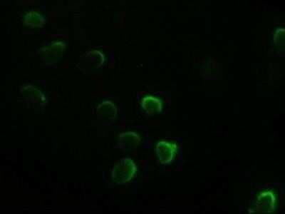 Immunocytochemistry/ Immunofluorescence: GATA-4 Antibody (OTI9F9) [NBP1-47765]