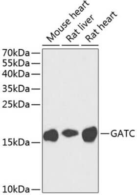 Western Blot: GATC AntibodyBSA Free [NBP3-04440]