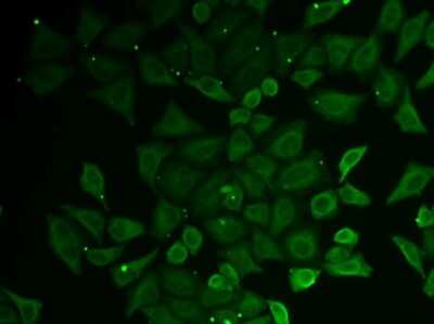 Immunocytochemistry/ Immunofluorescence: GATD3A Antibody - BSA Free [NBP3-03727]