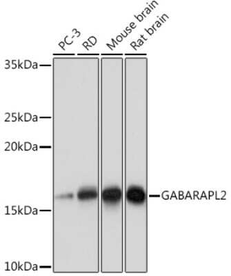 Western Blot: GATE-16/GABARAPL2 Antibody (8Z8M8) [NBP3-16832]