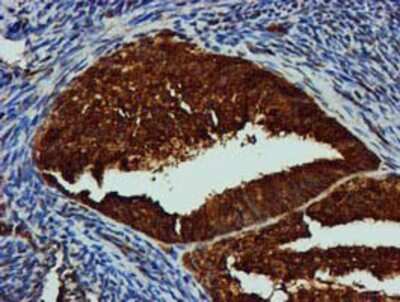 Immunohistochemistry-Paraffin: GATM Antibody (OTI1E3) [NBP2-00984]