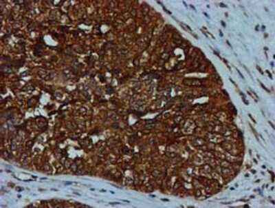 Immunohistochemistry-Paraffin: GATM Antibody (OTI1E3) [NBP2-00984]