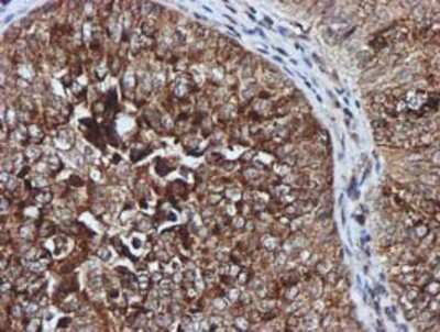 Immunohistochemistry-Paraffin: GATM Antibody (OTI1E3) [NBP2-00984]