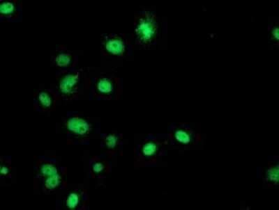 Immunocytochemistry/ Immunofluorescence: GATM Antibody (OTI1E3) - Azide and BSA Free [NBP2-70802]