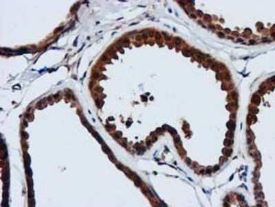 Immunohistochemistry: GATM Antibody (OTI1E3) - Azide and BSA Free [NBP2-70802]