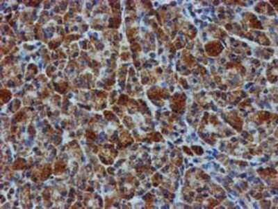 Immunohistochemistry: GATM Antibody (OTI1E3) - Azide and BSA Free [NBP2-70802]