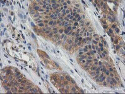 Immunohistochemistry-Paraffin: Cytosolic beta-Glucosidase/GBA3 Antibody (OTI1F1) [NBP2-00521]