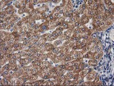 Immunohistochemistry-Paraffin: Cytosolic beta-Glucosidase/GBA3 Antibody (OTI1F1) [NBP2-00521]