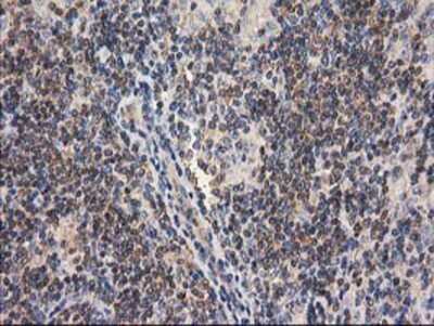 Immunohistochemistry-Paraffin: Cytosolic beta-Glucosidase/GBA3 Antibody (OTI1F1) [NBP2-00521]