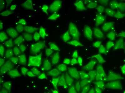 Immunocytochemistry/ Immunofluorescence: GBL Antibody - Azide and BSA Free [NBP3-03451]