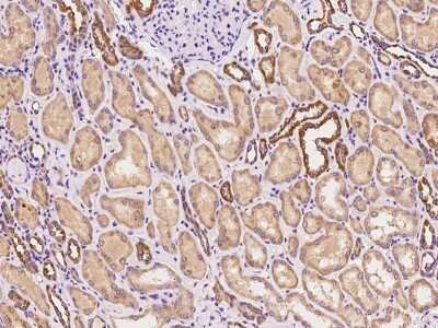 Immunohistochemistry-Paraffin: GBL Antibody [NBP2-98484]