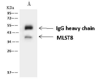 Immunoprecipitation: GBL Antibody [NBP2-98484]