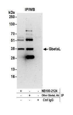 Immunoprecipitation: GBL Antibody [NB100-2124]