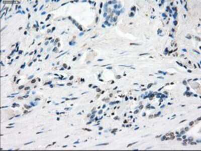 Immunohistochemistry-Paraffin: GBP2 Antibody (OTI5C8) [NBP1-47768]