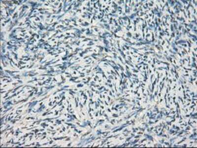Immunohistochemistry-Paraffin: GBP2 Antibody (OTI5C8) [NBP1-47768]