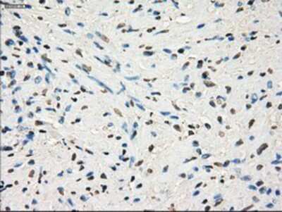 Immunohistochemistry-Paraffin: GBP2 Antibody (OTI5C8) [NBP1-47768]