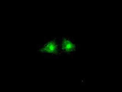 Immunocytochemistry/ Immunofluorescence: GBP2 Antibody (OTI5C8) - Azide and BSA Free [NBP2-70812]
