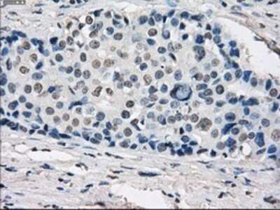 Immunohistochemistry: GBP2 Antibody (OTI5C8) - Azide and BSA Free [NBP2-70812]
