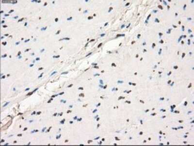 Immunohistochemistry: GBP2 Antibody (OTI5C8) - Azide and BSA Free [NBP2-70812]