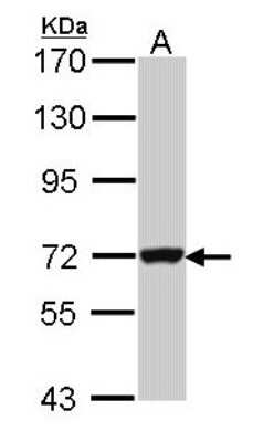 Western Blot: GBP3 Antibody [NBP1-31714]