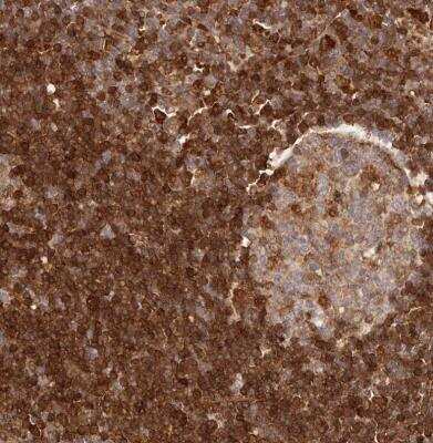 Immunohistochemistry-Paraffin: GBP4 Antibody [NBP1-82628]