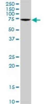 Western Blot: GBP4 Antibody [H00115361-B01P]