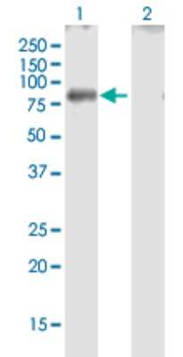 Western Blot: GBP4 Antibody [H00115361-B01P]