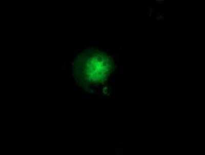 Flow Cytometry: GBP5 Antibody (OTI5C9) - Azide and BSA Free [NBP2-72343]