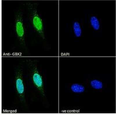 Immunocytochemistry/ Immunofluorescence: GBX2 Antibody [NB100-55393]