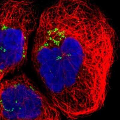 Immunocytochemistry/ Immunofluorescence: GCC1 Antibody [NBP1-83609]