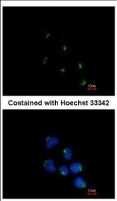 Immunocytochemistry/ Immunofluorescence: GCC1 Antibody [NBP2-16621]