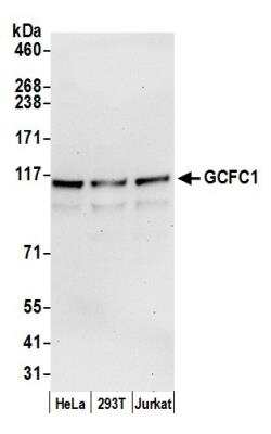Western Blot: GCFC1 Antibody [NBP1-71921]