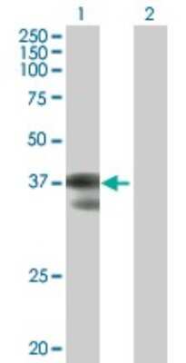 Western Blot: GCFC2 Antibody [H00006936-B01P]
