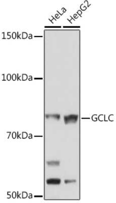 Western Blot: GCLC Antibody (0X1H3) [NBP3-16422]