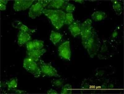 Immunocytochemistry/ Immunofluorescence: GCLC Antibody (3H1) [H00002729-M01]