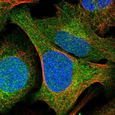 Immunocytochemistry/ Immunofluorescence: GCLM Antibody [NBP1-83361]
