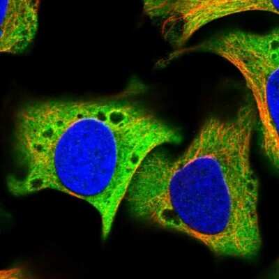 Immunocytochemistry/ Immunofluorescence: GCN1L1 Antibody [NBP1-83382]