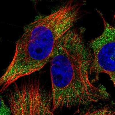 Immunocytochemistry/ Immunofluorescence: GCN1L1 Antibody [NBP1-83383]