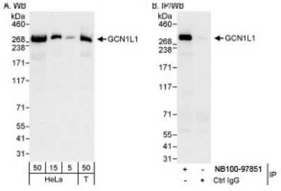 Western Blot: GCN1L1 Antibody [NB100-97851]