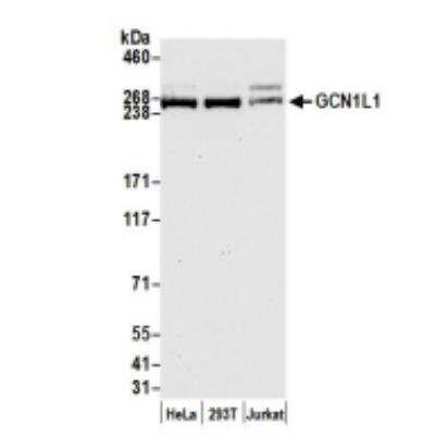 Western Blot: GCN1L1 Antibody [NB100-97851]