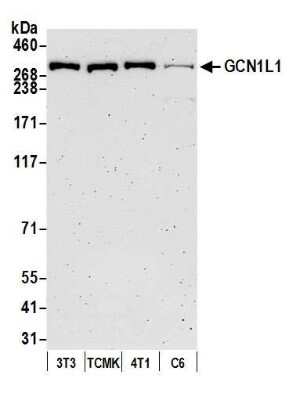 Western Blot: GCN1L1 Antibody [NB100-97851]
