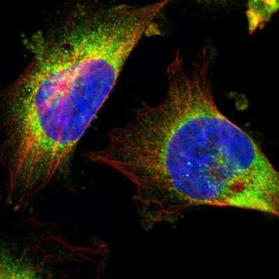 Immunocytochemistry/ Immunofluorescence: GCN2 Antibody [NBP2-38126]