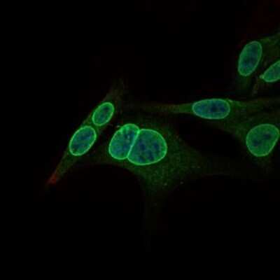 Immunocytochemistry/ Immunofluorescence: GCNF/NR6A1 Antibody (4G8) - BSA Free [NBP2-37467]